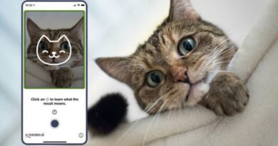Tably-App-AI-Smartphone-Camera-Identify-Cats-Mood-1