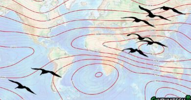 migrazione uccelli