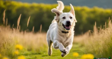 cane labrador