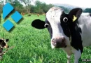 The Cow Kodi add-on: film e serie TV in lingua originale