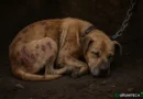 Stop alla violenza sugli animali: l’Italia dice sì alla nuova legge