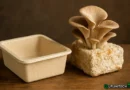 I funghi salveranno il mondo dalla plastica? Con LFD è possibile