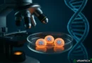 Gli ovuli sfidano il tempo: la scoperta che cambia le regole dell’invecchiamento