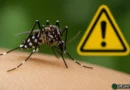 Chikungunya in crescita: tra epidemia reale e dubbi sulle zanzare OGM