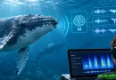 L’IA prova a decifrare il linguaggio delle balene: cosa abbiamo scoperto finora